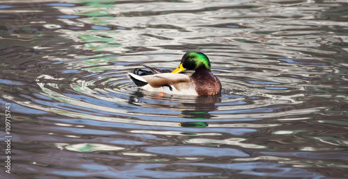 duck in the lake in nature