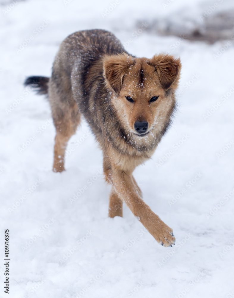 dog running outdoors in winter dog running outdoors in winter