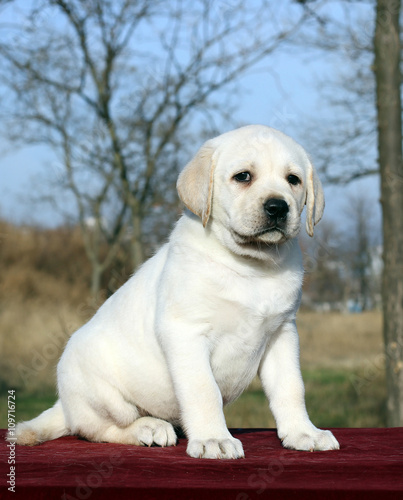 a nice yellow labrador puppy on red