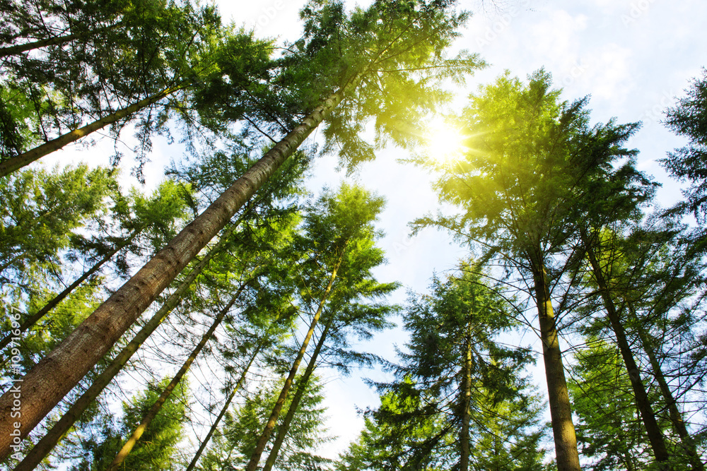 Fototapeta premium Sunset in German summer forest.