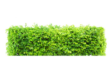 bush  isolated
