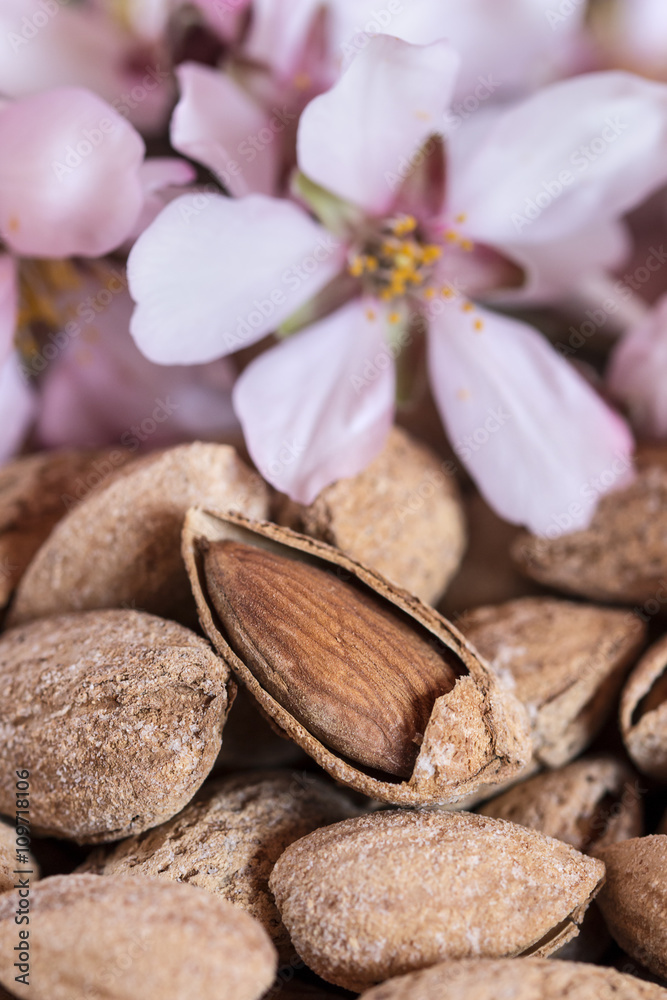 Almonds and flower tree macro, closeup Almonds and flower tree macro, closeup