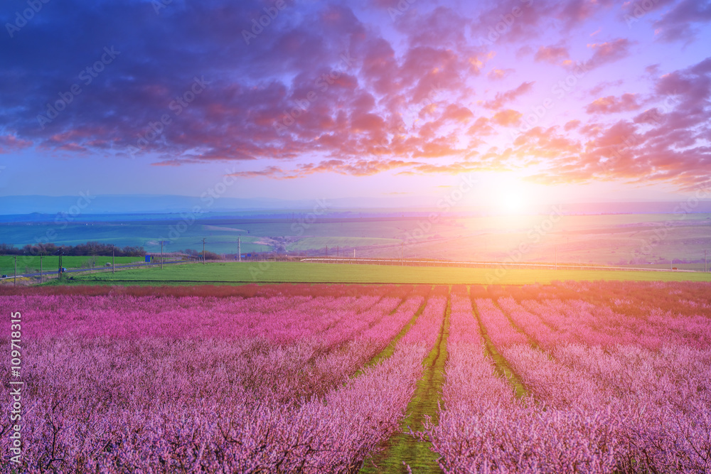 Naklejka premium brzoskwinia