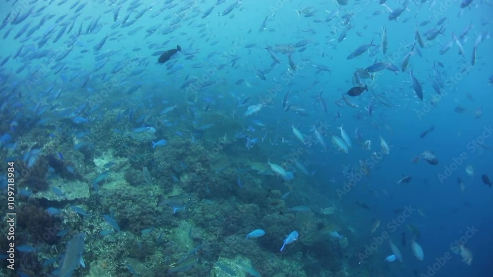 Fish Schooling Above Reef in Raja Ampat Fish Schooling Above Reef in Raja Ampat