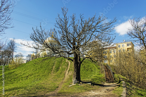 дерево в городском парке