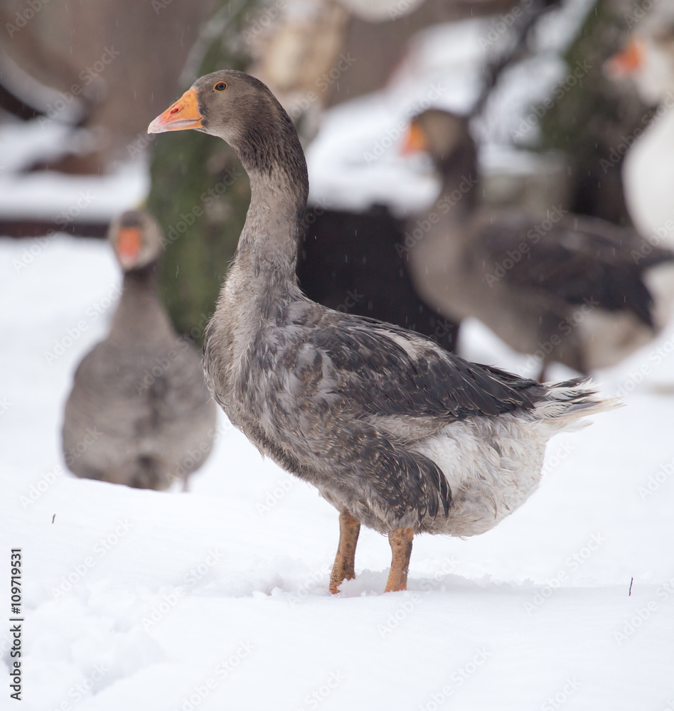 geese in the winter nature geese in the winter nature