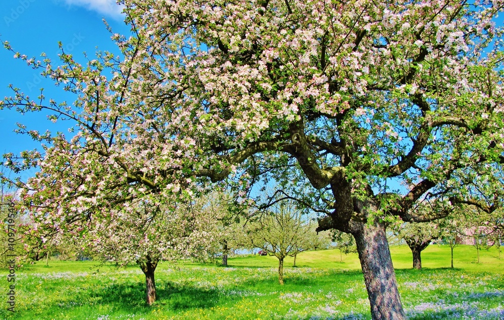 Blühende Apfelbäume auf Streuobstwiese Blühende Apfelbäume auf Streuobstwiese