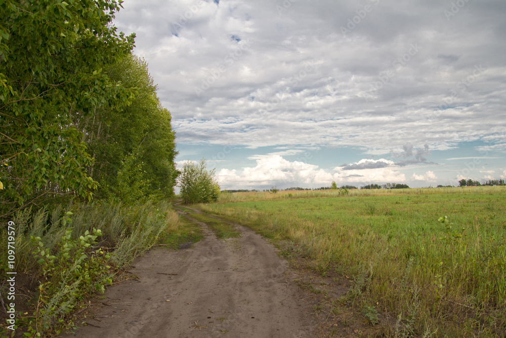 road near the forest plantation