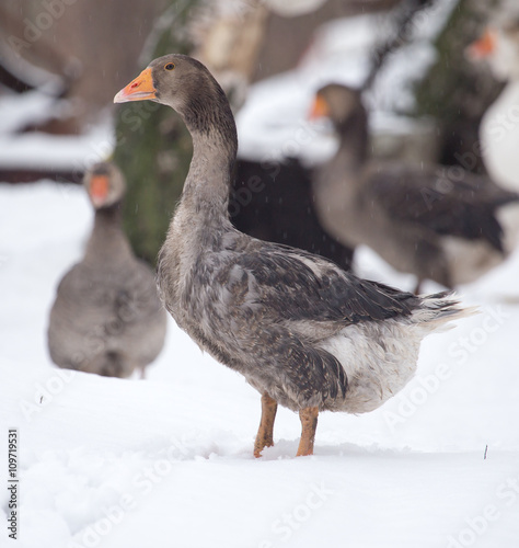 geese in the winter nature