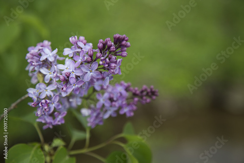 purple flowers 