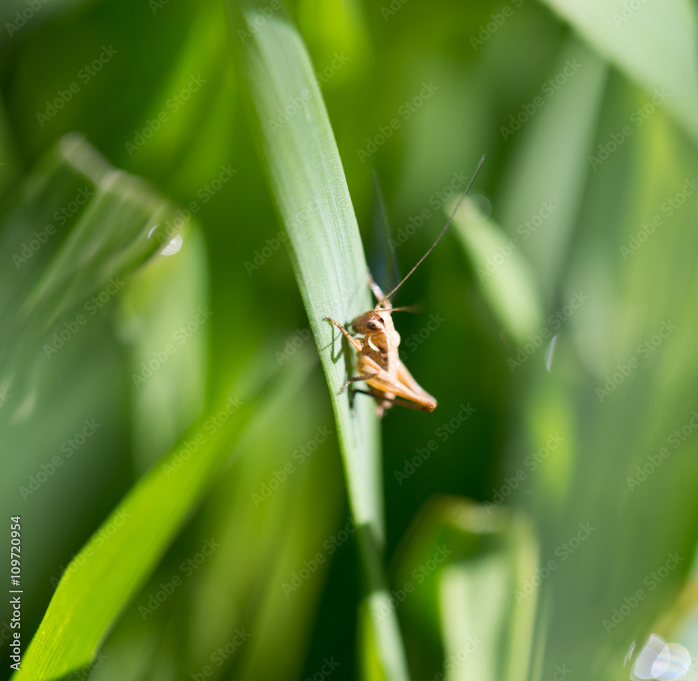 grasshopper in the grass outdoors. macro grasshopper in the grass outdoors. macro