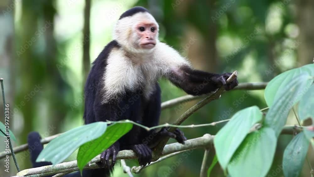 Alert Wild White-faced Capuchin becoming agitated Alert Wild White-faced Capuchin becoming agitated