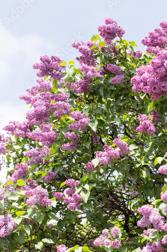 beautiful lilac flowers in nature