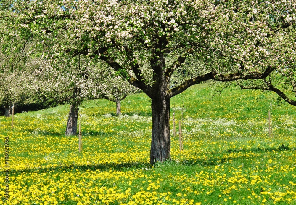 Blühende Apfelbäume auf Streuobstwiese Blühende Apfelbäume auf Streuobstwiese