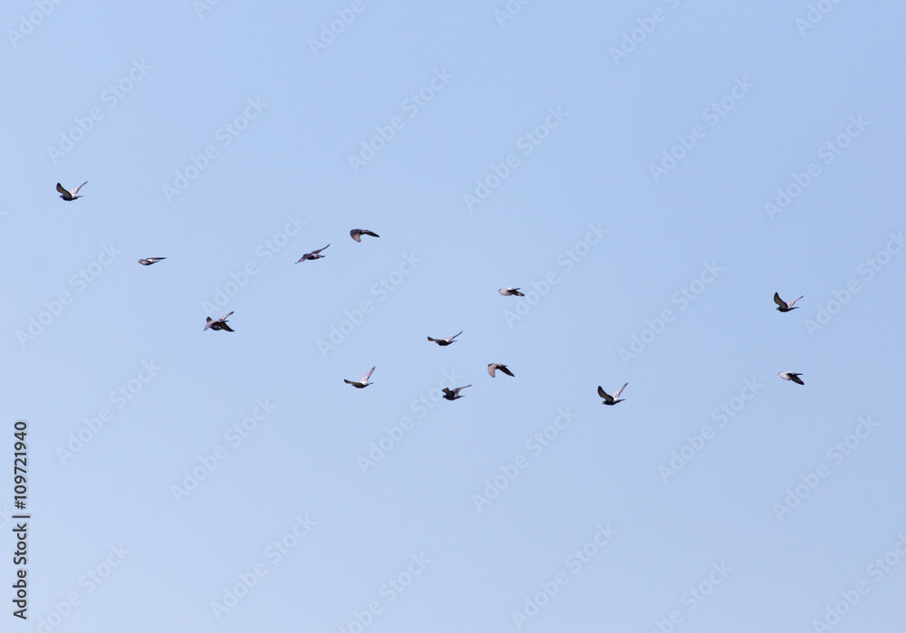 a flock of pigeons in the sky