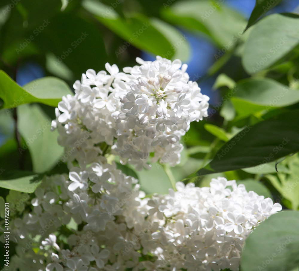 white lilac nature white lilac nature