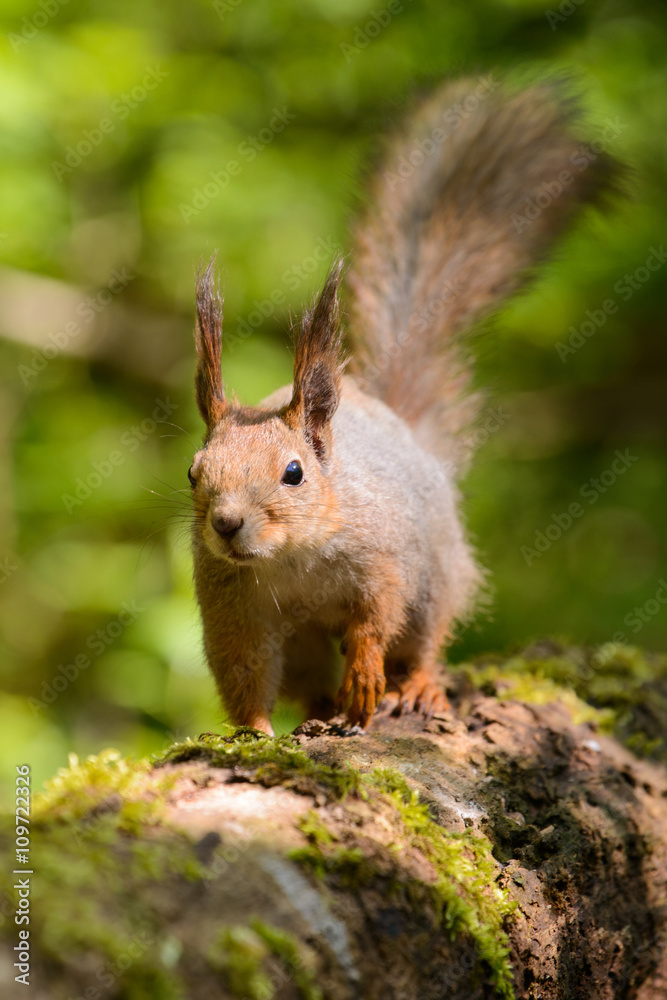Squirrel,spring keeps the food in your legs Squirrel,spring keeps the food in your legs