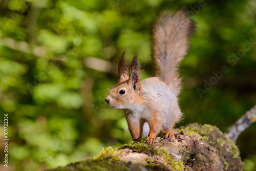 grey squirrel in the spring