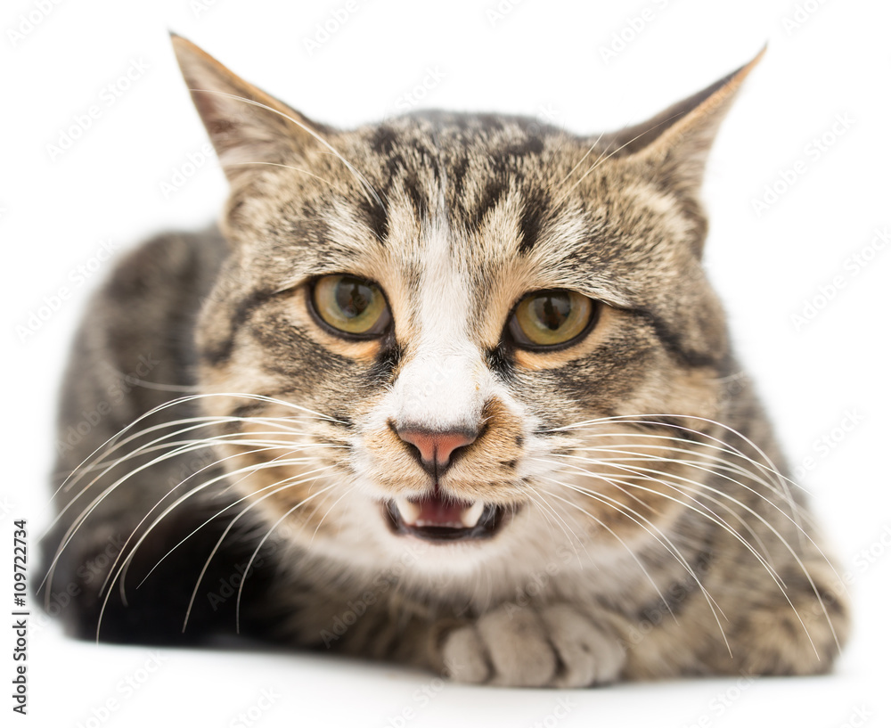 Frightened kitten lying in front. Isolated on white background. looking away Frightened kitten lying in front. Isolated on white background. looking away