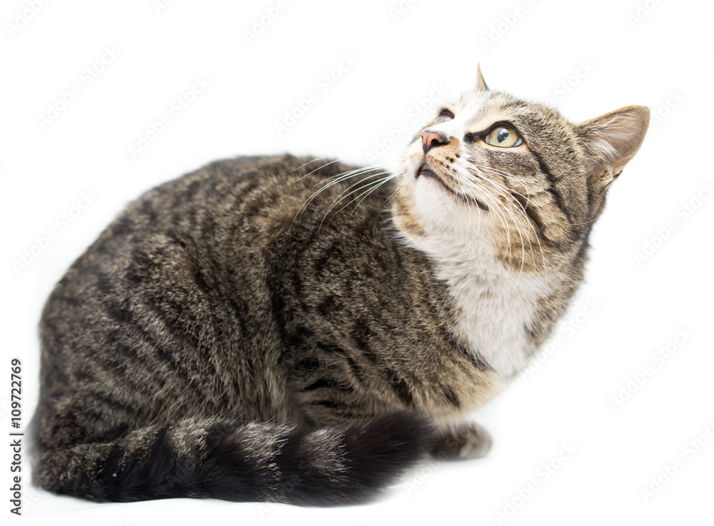 Cat portrait on a white background Cat portrait on a white background