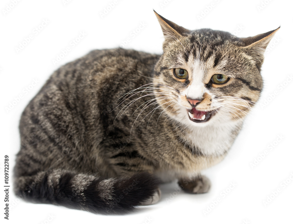 Frightened kitten lying in front. Isolated on white background. looking away