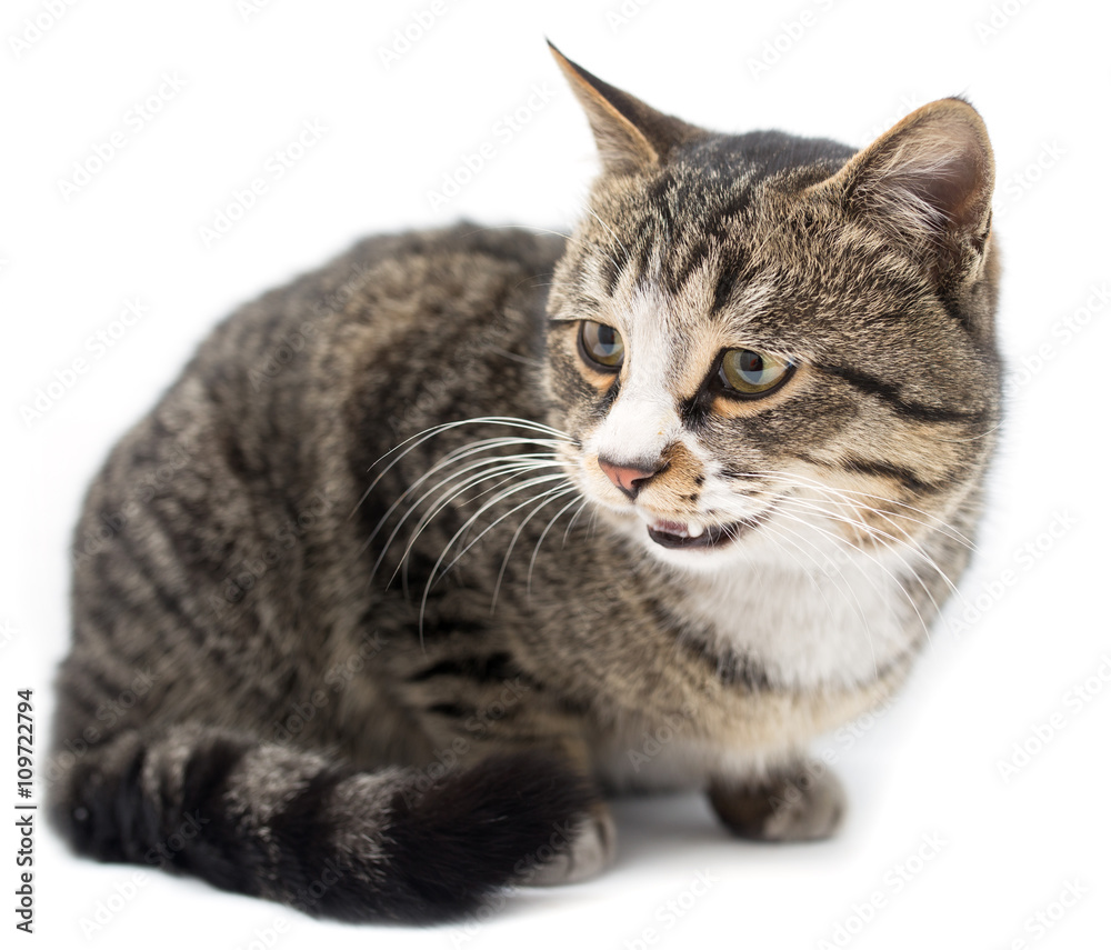Frightened kitten lying in front. Isolated on white background. looking away Frightened kitten lying in front. Isolated on white background. looking away