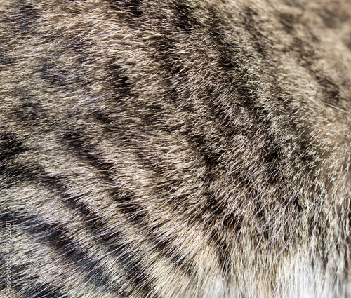 Canvas Print cat fur as background. texture
