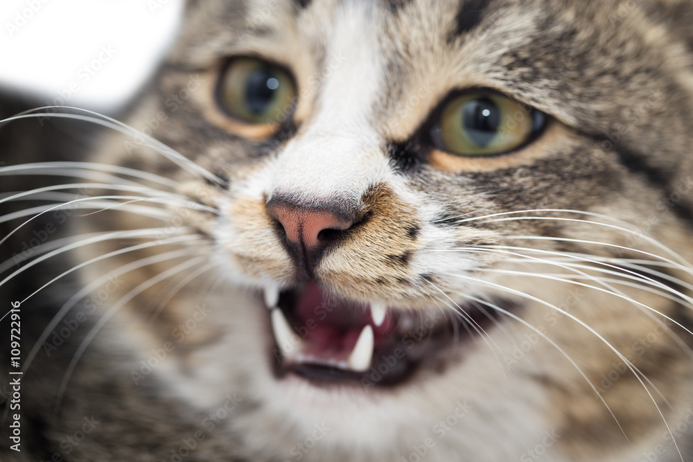 portrait of an evil cat. macro portrait of an evil cat. macro