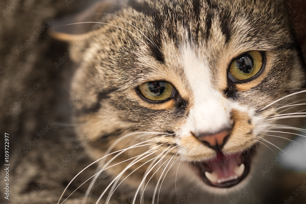 portrait of an evil cat. macro portrait of an evil cat. macro