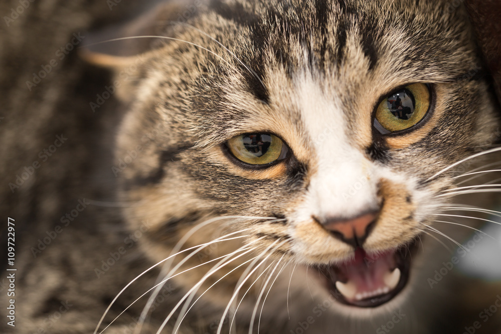 portrait of an evil cat. macro