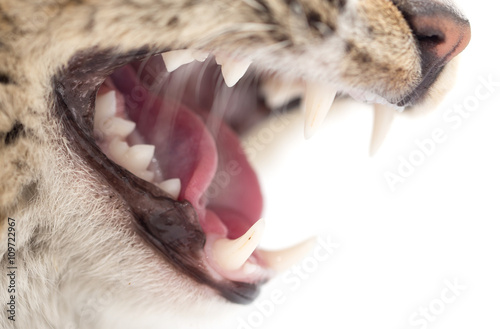 Obraz na płótnie evil cat teeth on a white background. macro