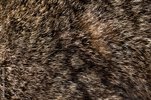 cat fur as background. texture