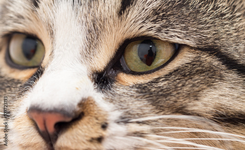 A macro shot of a young tabby cat's face