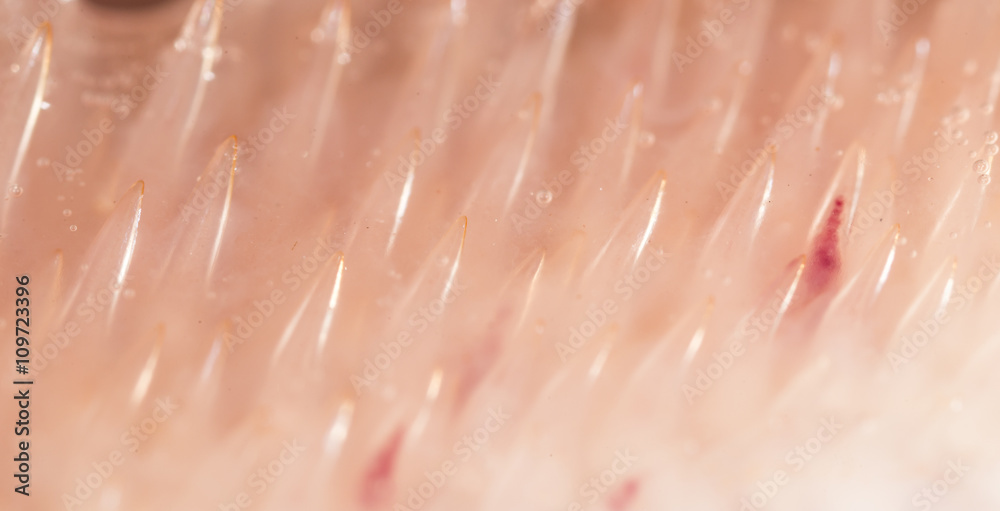 Fototapeta premium teeth pike fish. super macro