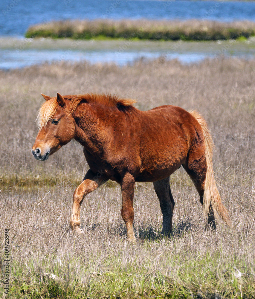 Fototapeta premium Assateague Pony-A feral horse walking in the marsh on Assateague Isand.