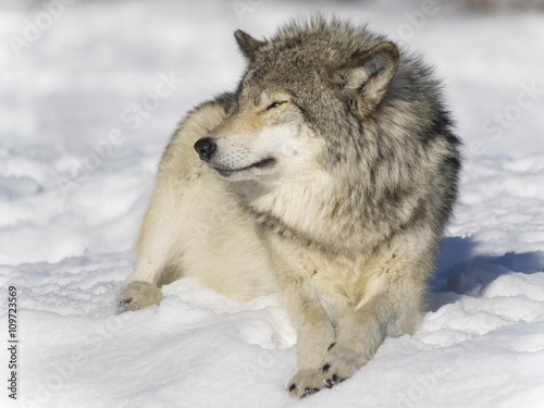 Wolf on snow © robitaillee