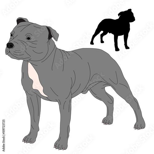 Staffordshire Bull Terrier dog silhouette drawing realistic 