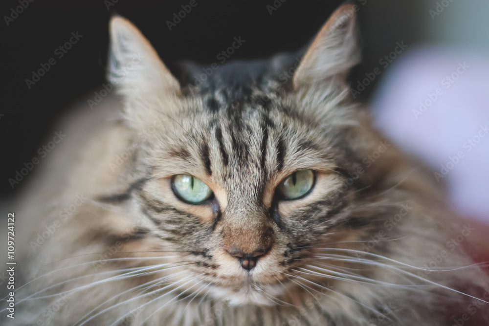 Norwegian Cat Portrait