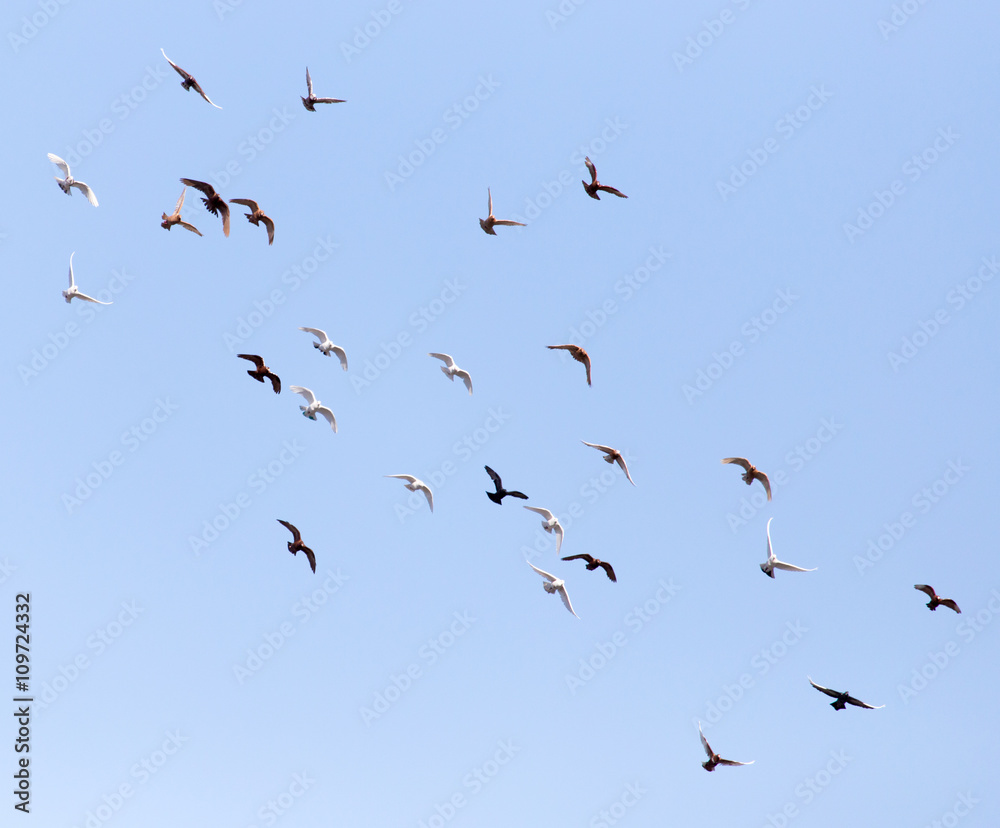 Dove in flight against blue sky Dove in flight against blue sky