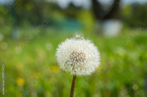 Lonely dandelion on grass