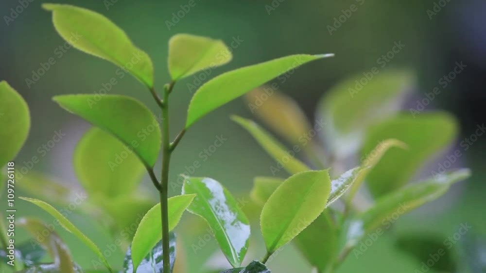 A steady spring rain falls on a camellia bush. A steady spring rain falls on a camellia bush.