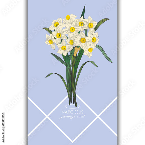 Daffodil flower or narcissus. Floral card with narcissus. Vector illustration.