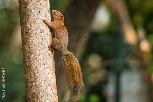 squirrel or small gong, Small mammals on tree photo