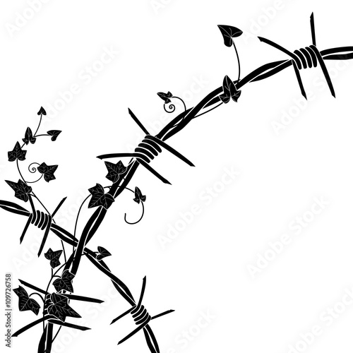 ivy with barbed wire