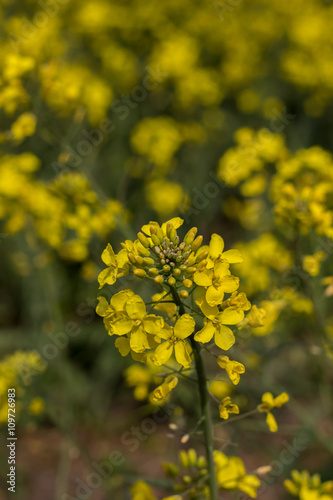 Beaury yellow rape flower . Close