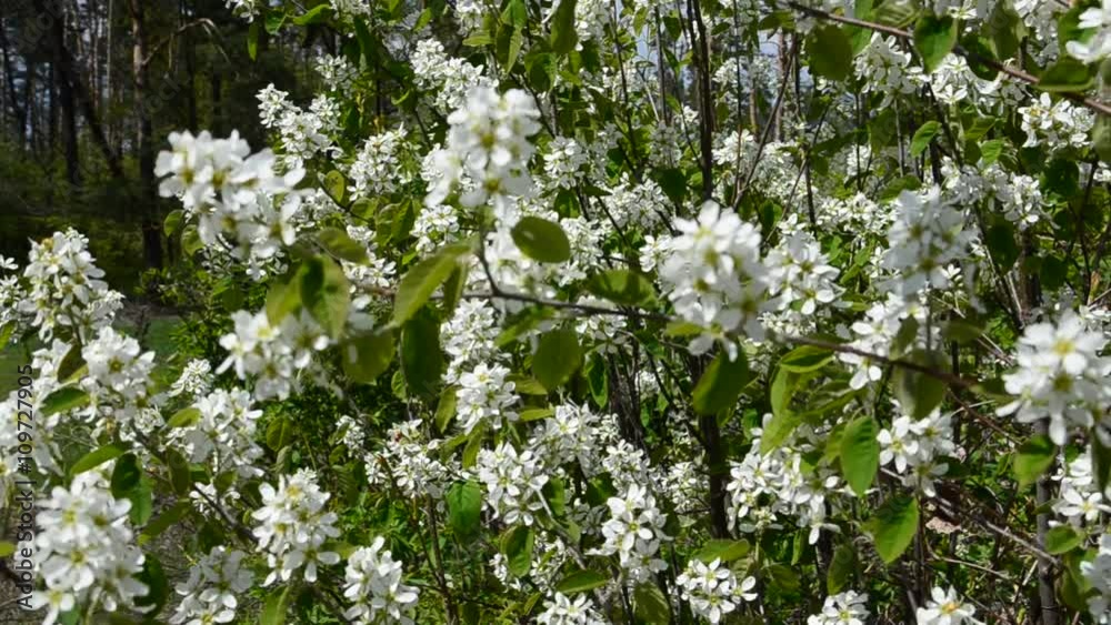 Prunus padus ( Bird Cherry tree,Hackberry,) in bloom at spring garden. Prunus padus ( Bird Cherry tree,Hackberry,) in bloom at spring garden.