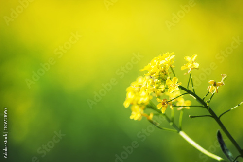 Fototapeta Naklejka Na Ścianę i Meble -  Summer natural background with yellow blooming rape field, blurr