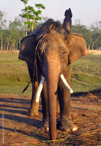 Indian elephant  Chittawan National Park  Nepal