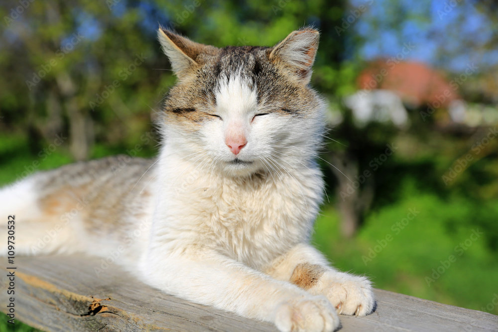 Funny cat sleeping outdoors