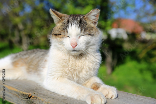 Funny cat sleeping outdoors